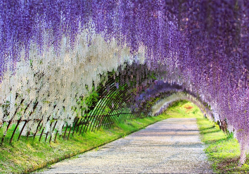 Foto: Divulgação|Foto: Divulgação|Foto: Divulgação|Foto: Divulgação|