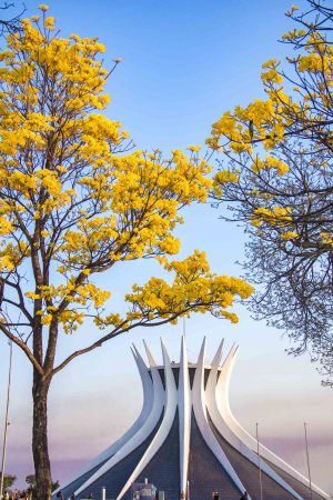 catedral-ipe-amarelo