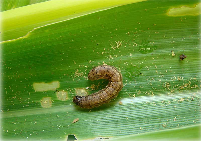 Foto: reprodução - Marina Torres / Embrapa