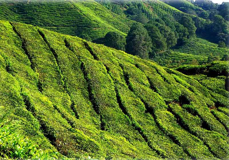 Plantação de chá verde - Foto: Pixabay