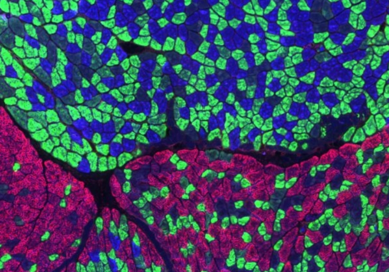 contrações rápidas nas fibras musculares de rato Crédito: Salk Institute / Centro de Waitt