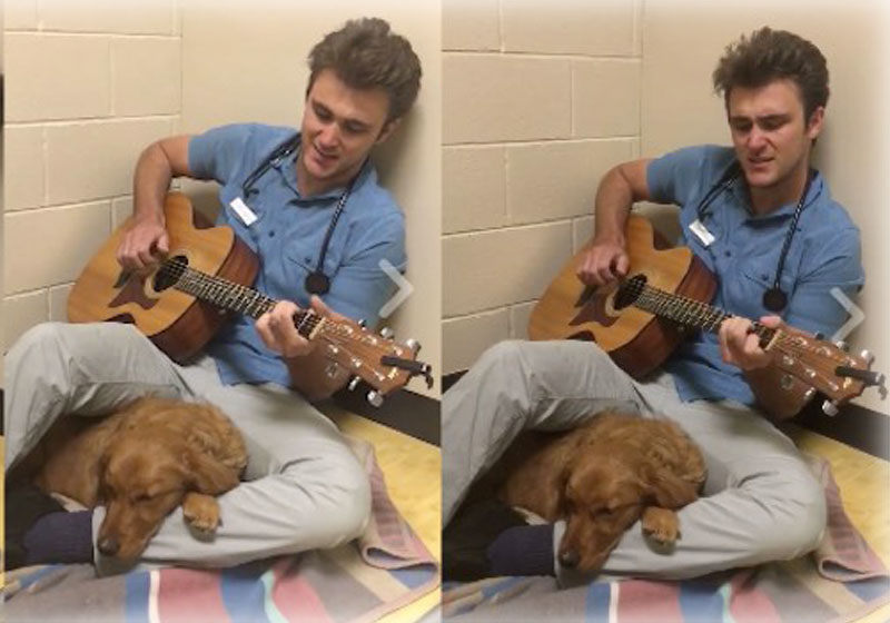 Foto: Fox Hollow Animal Hospital / Youtube