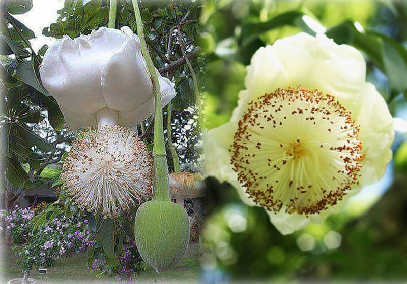 Flor de Baobá - Fotos: Severino Ramos Cordeiro e Diário de Pernambuco/Thalyta Tavares/|
