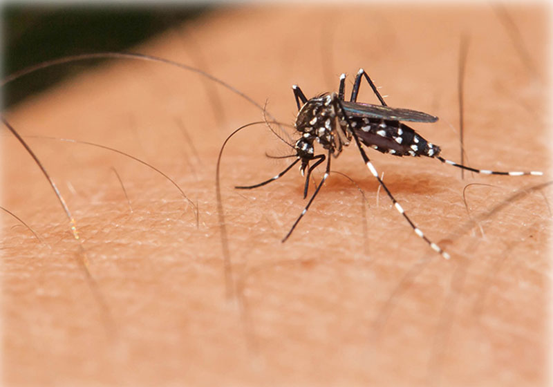 Foto: Embrapa / Lirtlon