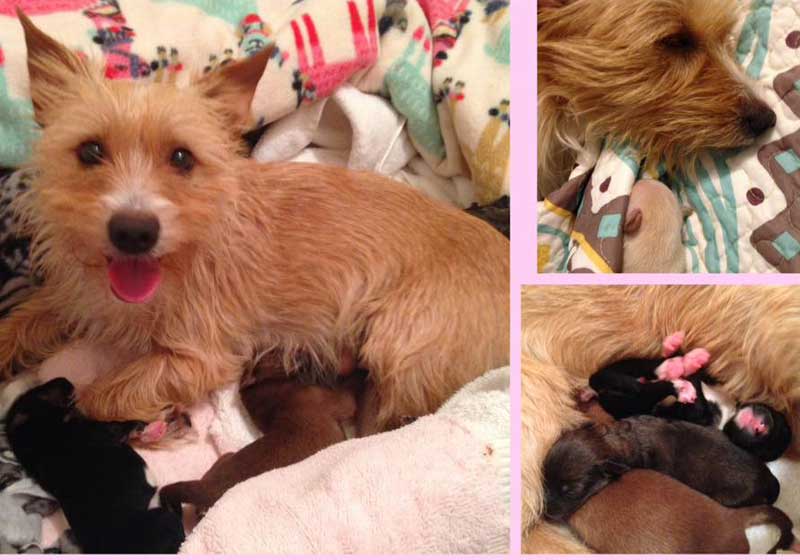 Foto: reprodução / Facebook / Westie & Scottie Rescue Houston