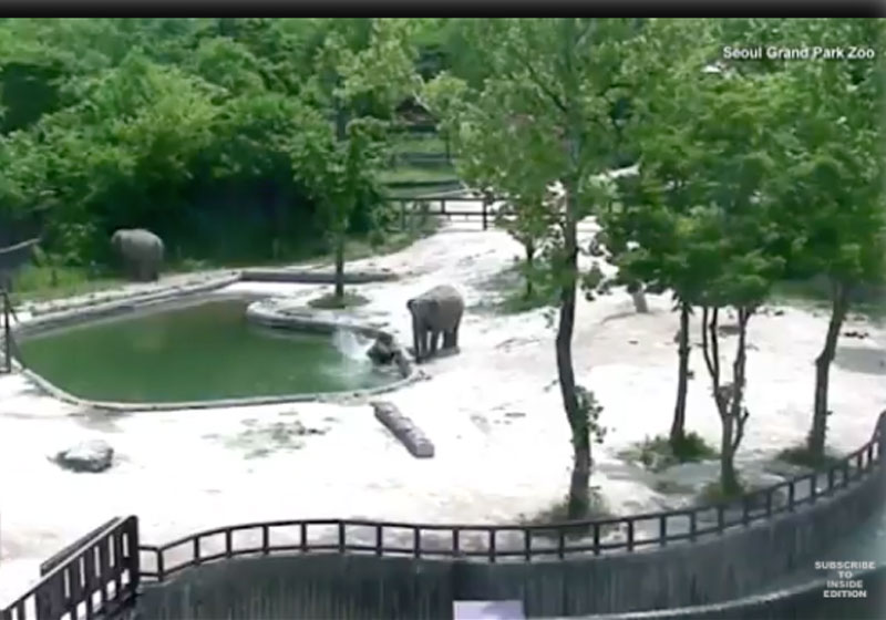 Foto: Seoul National Zoo