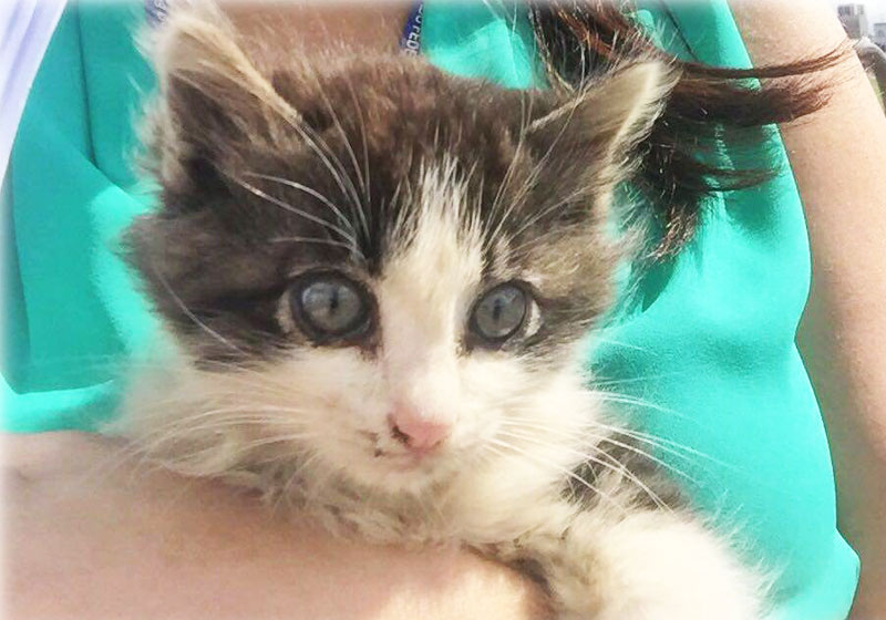 Foto: reprodução / Facebook