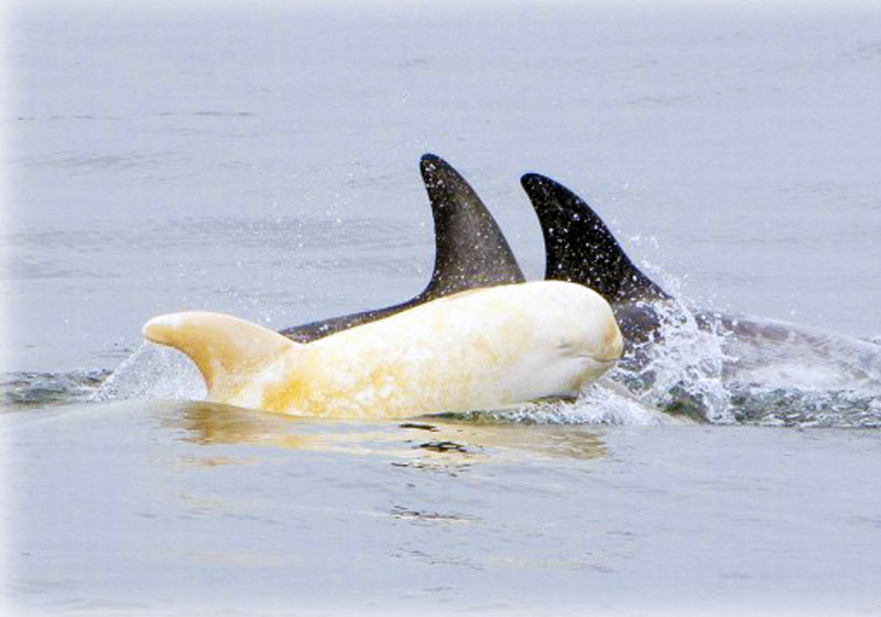 Foto: Blue Ocean Whale Watch / Kate Cummings