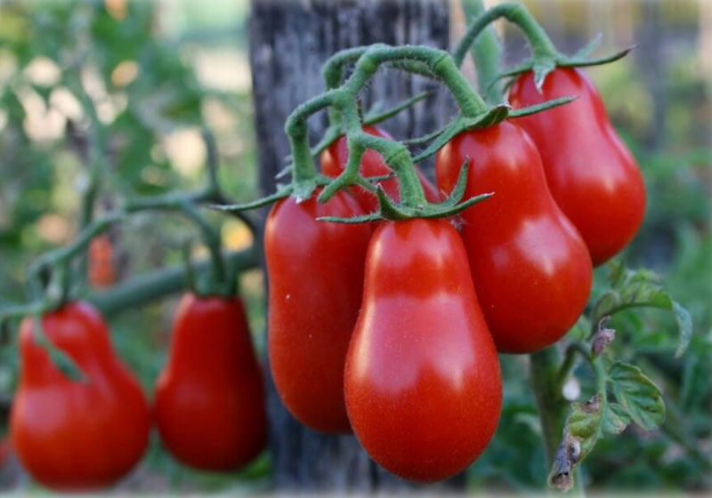 Foto: comune.corbara.sa.it|Foto: comune.corbara.sa.it