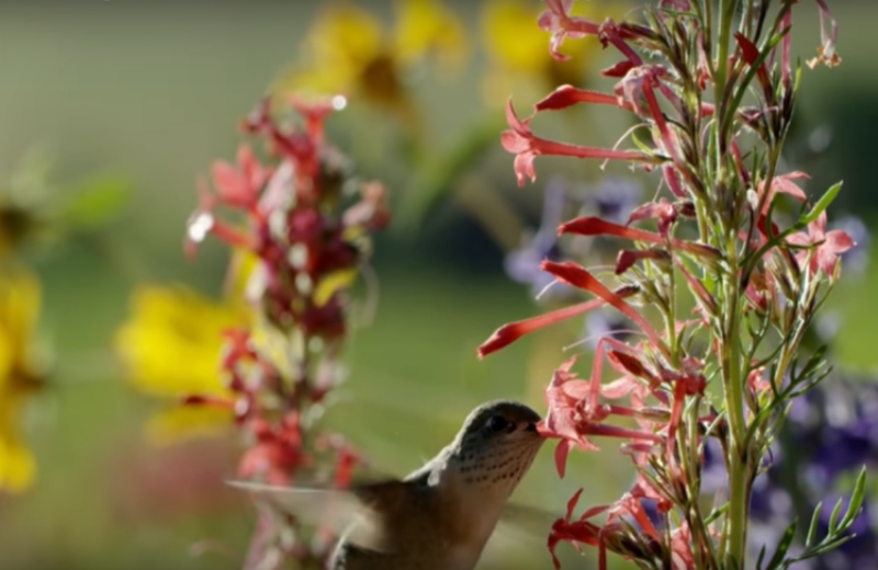 Foto: Reprodução YouTube
