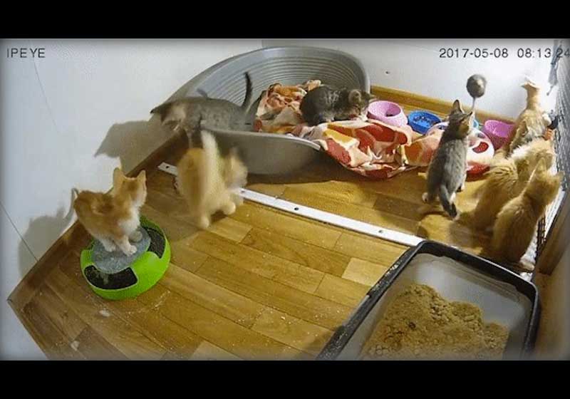 Foto: reprodução / Teddy Food||