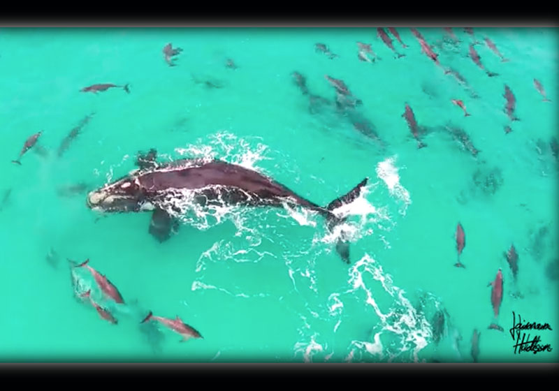 Foto: reprodução / Jaimen Hudson / Youtube