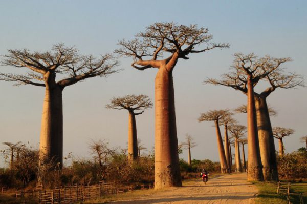 Baobás - Foto: comendocomosolhos.com