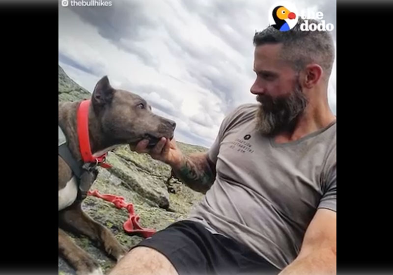 Foto: reprodução / TheDodo|