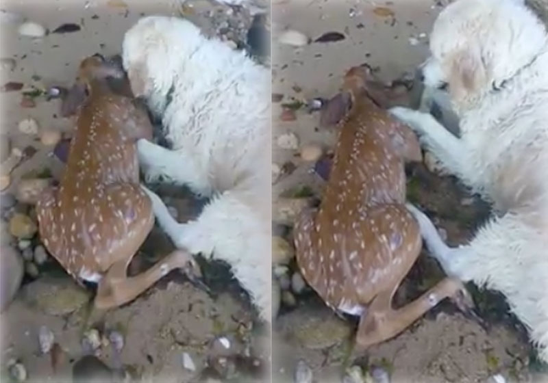 Foto: reprodução / Facebook