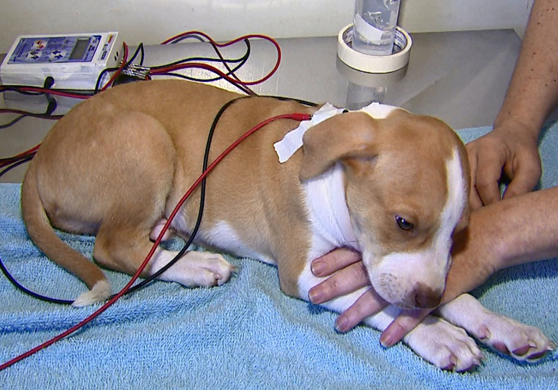 Foto: Reginaldo dos Santos/EPTV|Jon está com 1 ano e 2 meses e pesa 46 quilos (Foto: Daniela Fais)|Jon está com 1 ano e 2 meses e pesa 46 quilos (Foto: Daniela Fais)