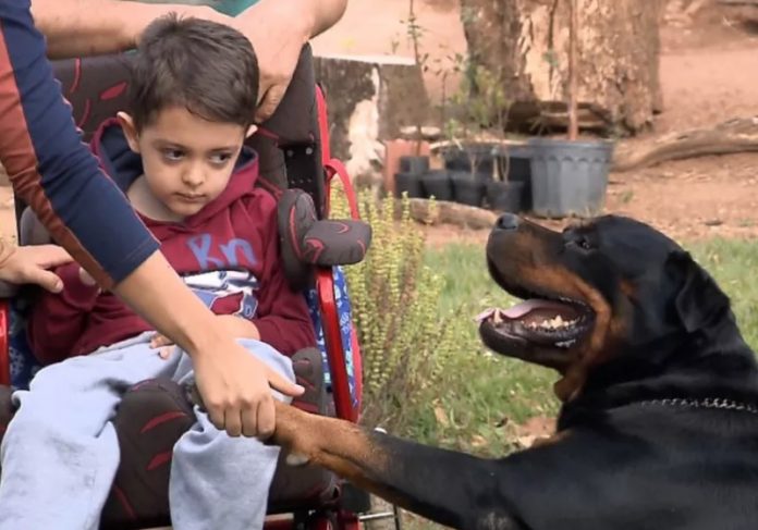 rottweiler|rottweiler2 Foto:: Felipe Lazzarotto/ EPTV|Foto: Rhozana Diniz Menzani/ Arquivo Pessoal