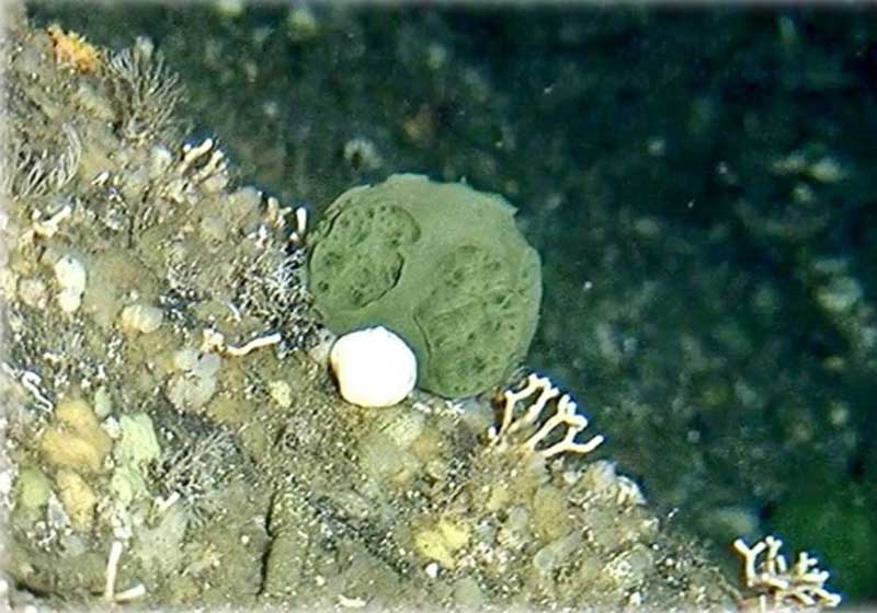 Esponja do mar - Foto: National Oceanic and Atmospheric Administration / Arquivo / AFP