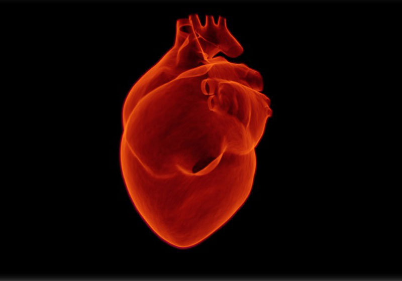 Coração humano - Foto: Pixabay