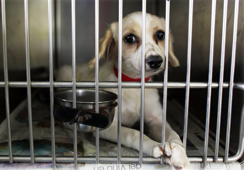 Fotos: AP/Ricardo Arduengo||