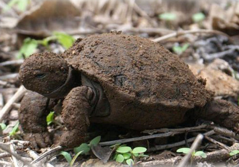 Foto: GALAPAGOS TORTOISE MOVEMENT ECOLOGY PROGRAM