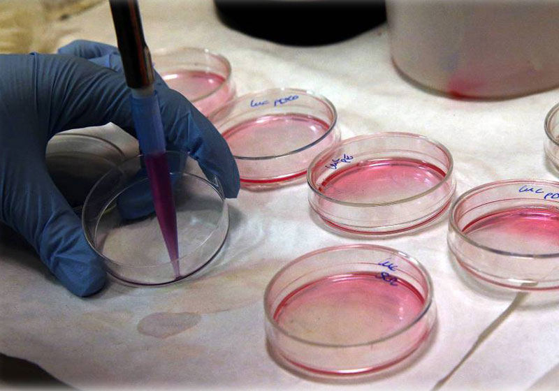 Cultivo de células em laboratório Foto: ULY MARTIN