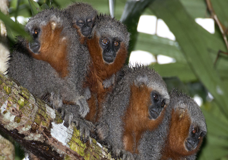 Zogue Zogue Rabo de Fogo Foto: Adriano Gambarini -WWF|Foto: WWF|Foto: José Luis Brindelli|