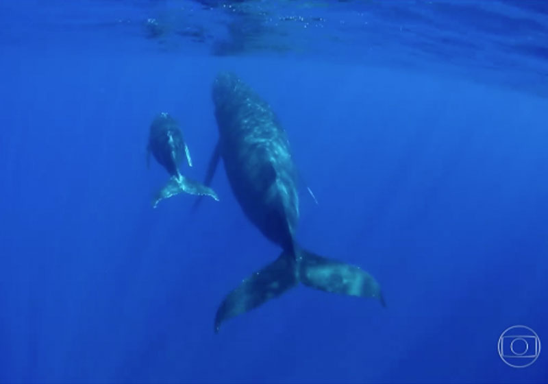 Foto: reprodução / TV Globo