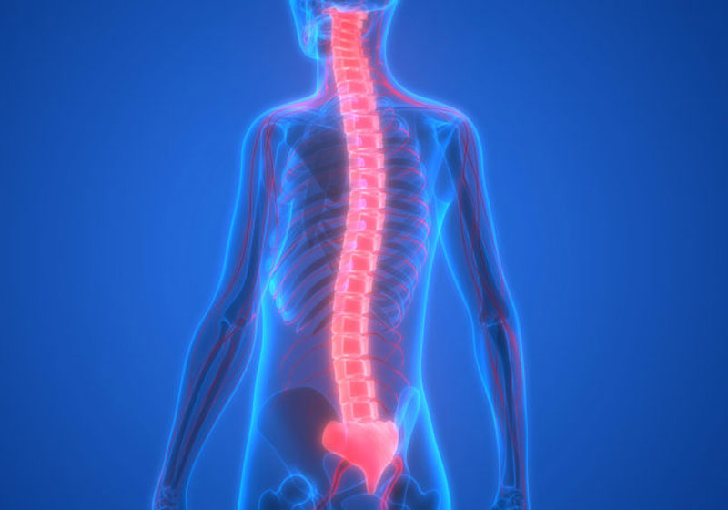 Medula espinhal - Foto: Shutterstock