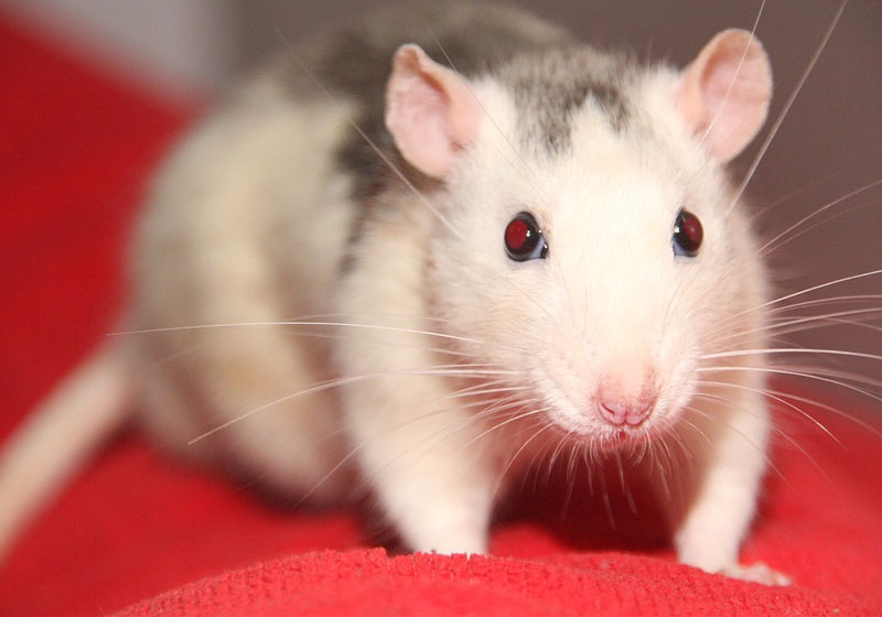 Camundongos idosos viveram mais 18 semanas com a terapia genética para rejuvenescer - Foto: Pixabay