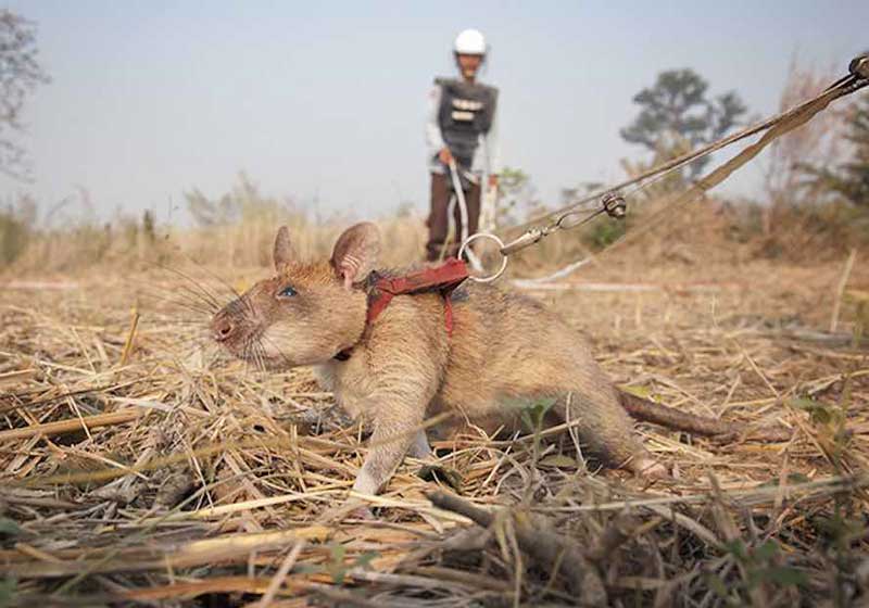 G1 - Ratos gigantes são treinados para encontrar explosivos no