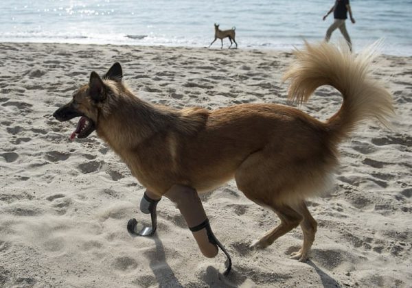 Foto: Reprodução Daily Mail/AFP