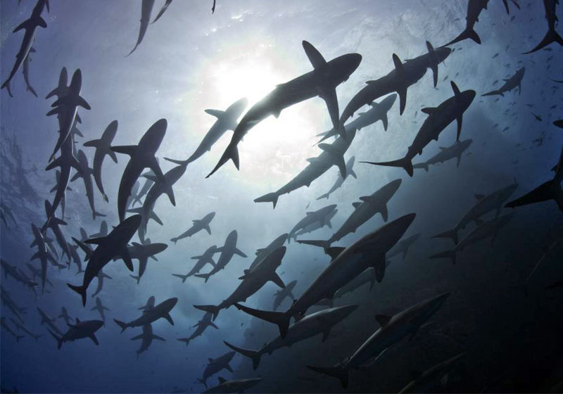 Tubarões no arquipélago de Revillagigedo - Foto: PELAGIC LIFE / PEW BERTARELLI
