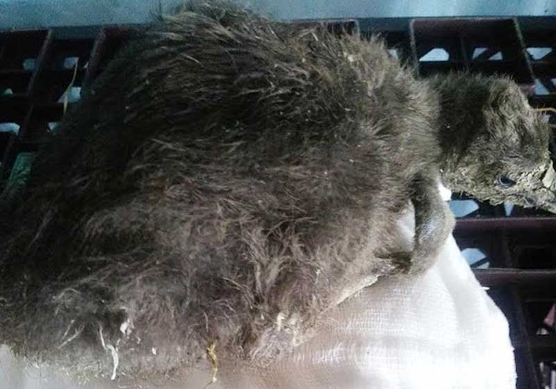 Foto: Prefeitura de Santos