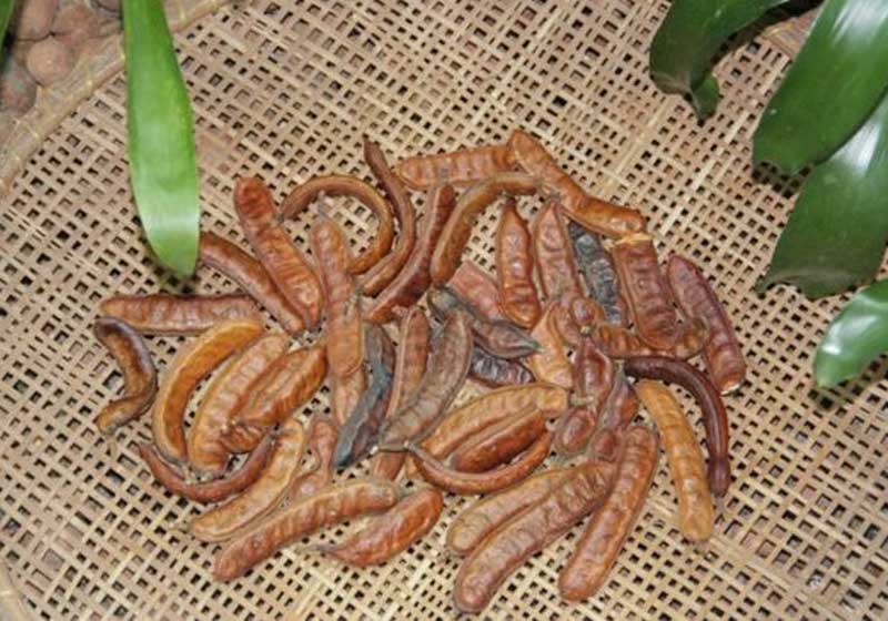 Foto: Luciete Pedosa - Ascom Inpa