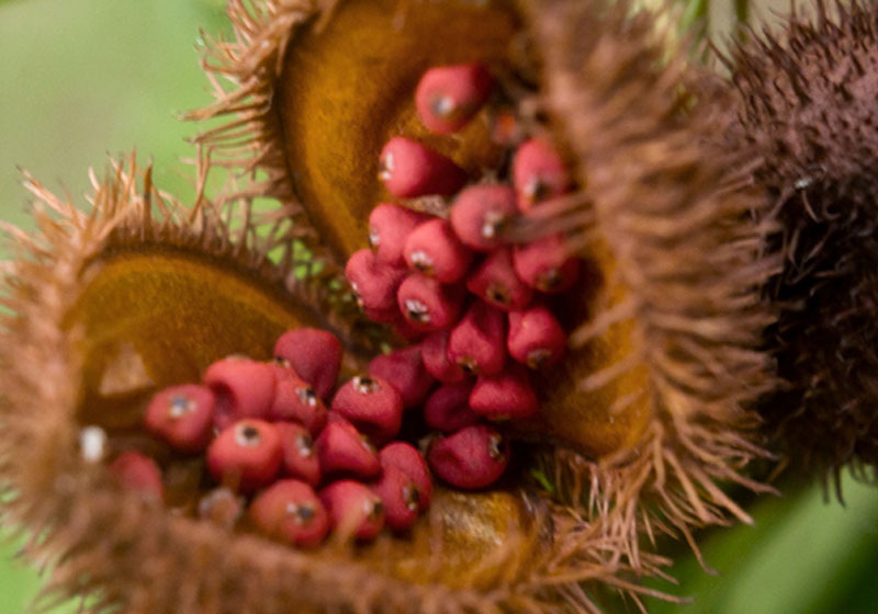Urucum - Foto: SharPx via Flickr – CC