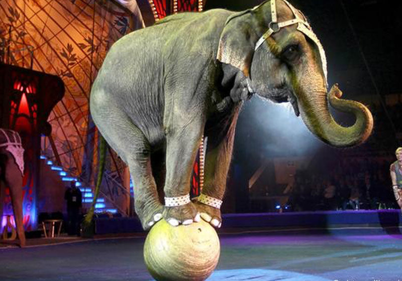 Foto: picture-alliance / Y. Kochetkov