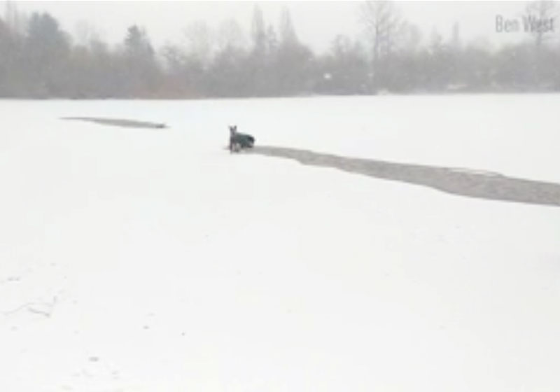 Foto: Ben West / CBCNews