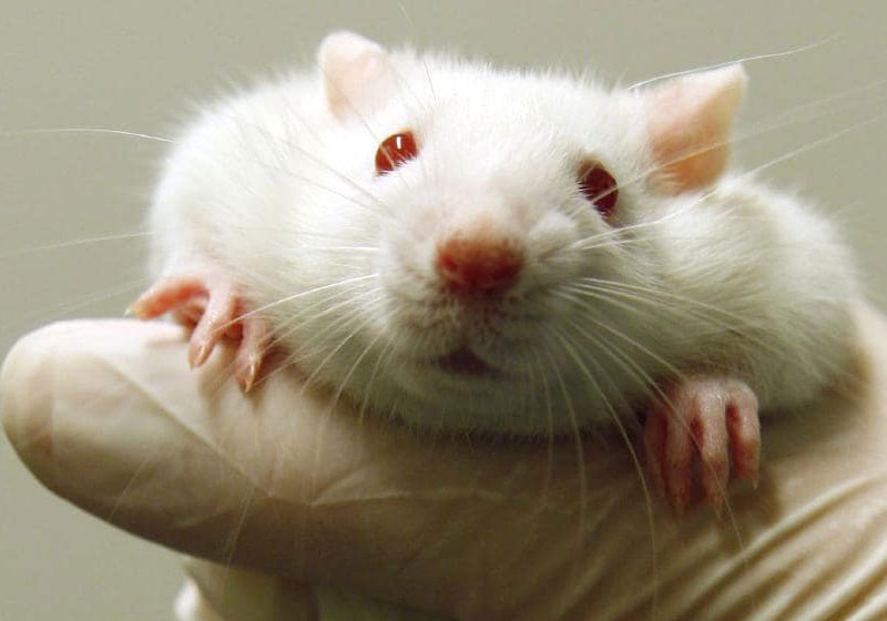 Foto: Pixabay|Universidade de Stanford - Foto: divulgação