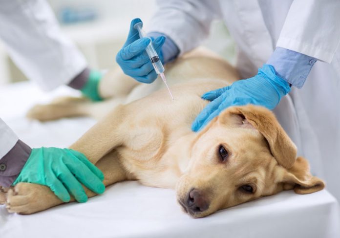 hospital-veterinario-close Foto: iStock