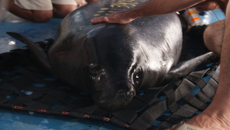 Foto: Karen Canto / Ascom Inpa