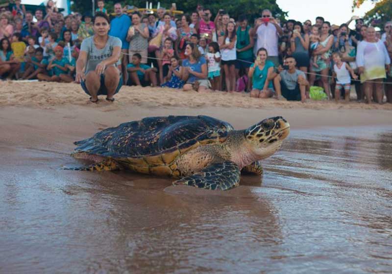 Foto: Projeto TAMAR / Facebook