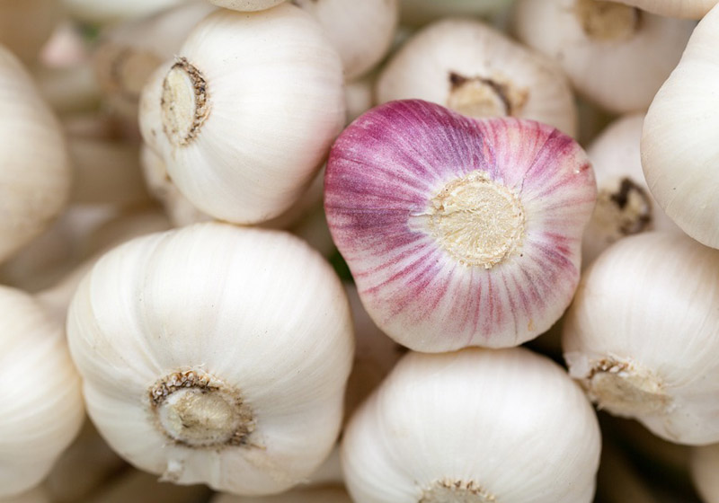 Alho - Foto: Pixabay