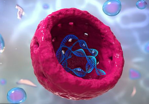 'Rugas' nas células aumentam à medida que envelhecem e interferem na produção de DNA (imagem)