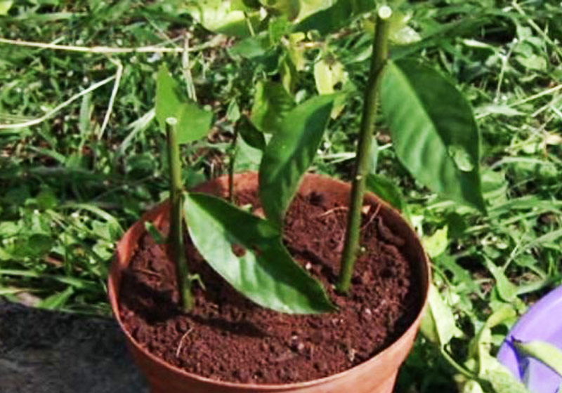 Foto: Reprodução/RPC