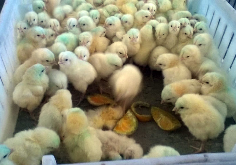 Foto: reprodução / GazetaOnLine / Ronaldo Sales dos Santos