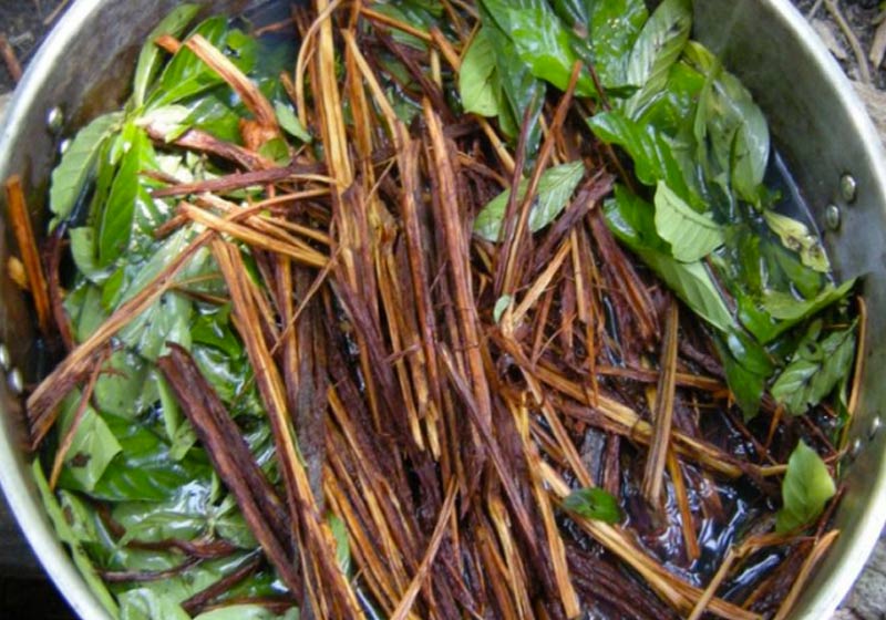 Ayahuasca - Foto: The Costa Rica News
