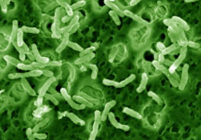 bacteria_ansiedade ESCHERICHIA COLI