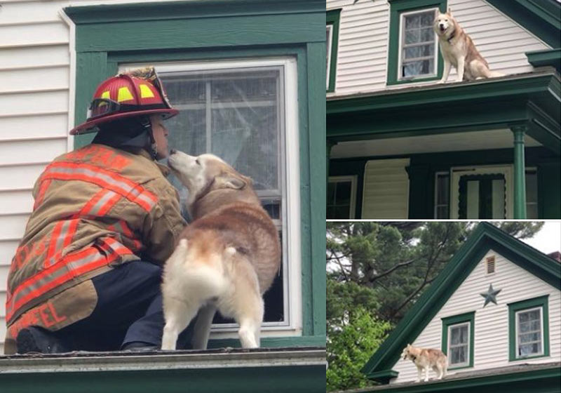 Fotos: Wells Maine Police / Facebook