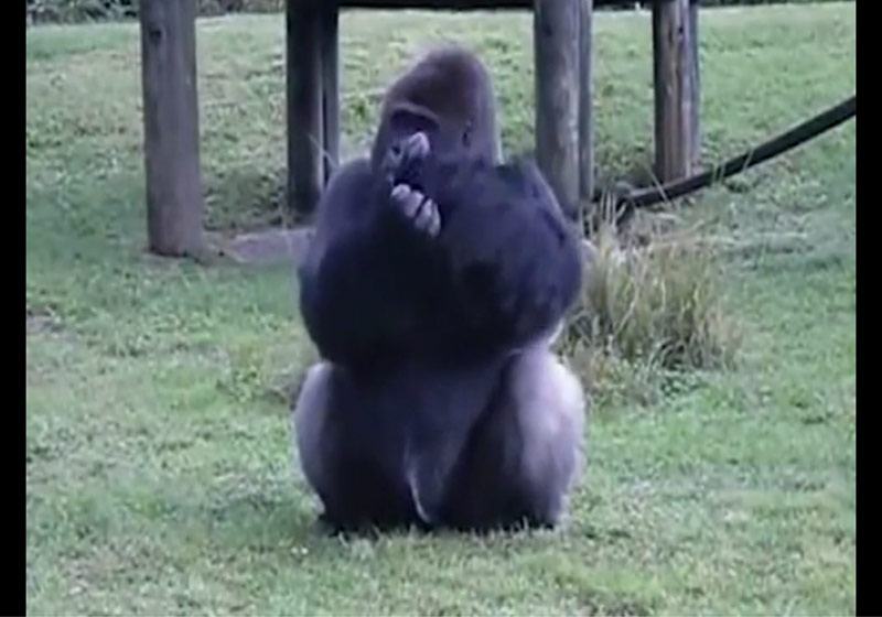 Foto: reprodução / DailyMail